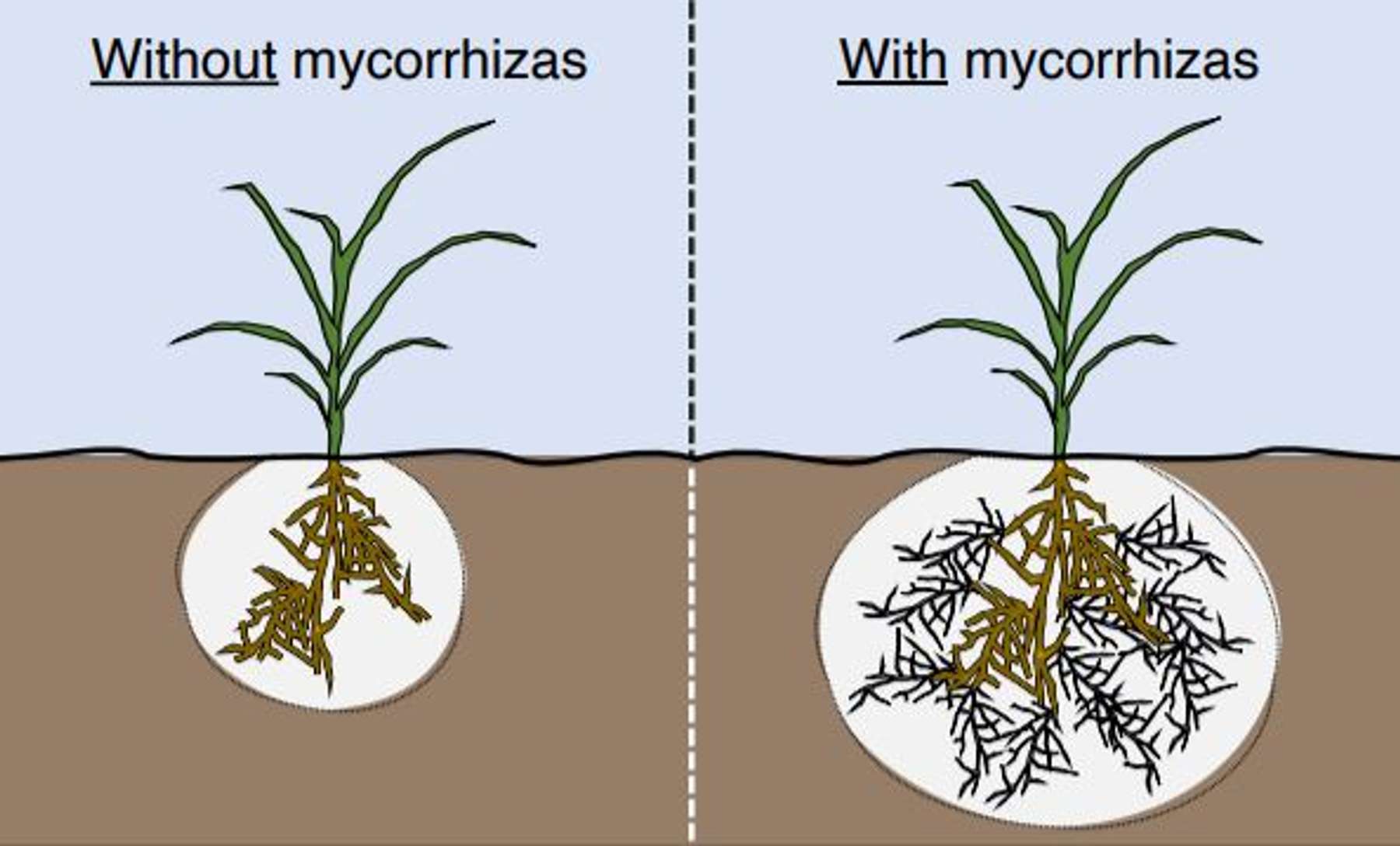 Mycorrhizal Fungi Our Tiny Underground Allies